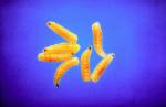Fruit fly larvae