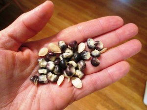 Heritage corn and squash