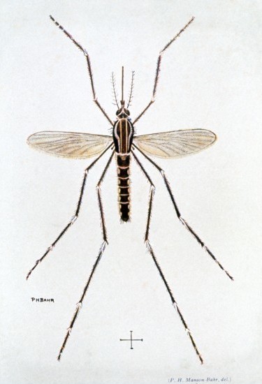 mosquito
