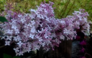 garden lilac