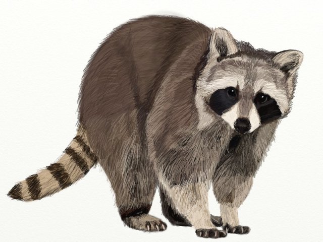 raccoon-drawing