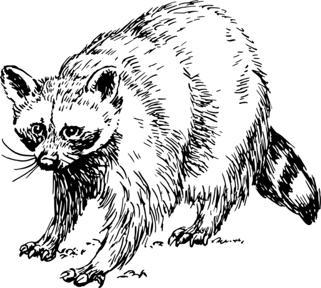 kisscc0-baby-raccoon-giant-panda-squirrel-drawing-raccoon-5b755012b8d972.1025568215344148667572