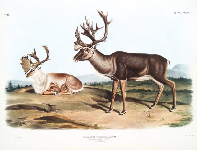 caribou