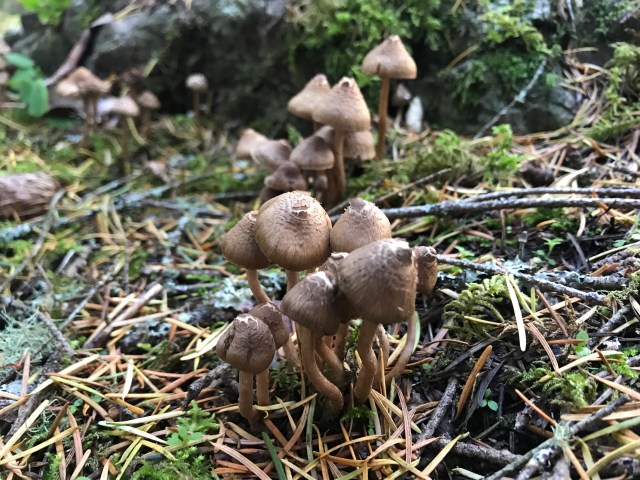 mushrooms